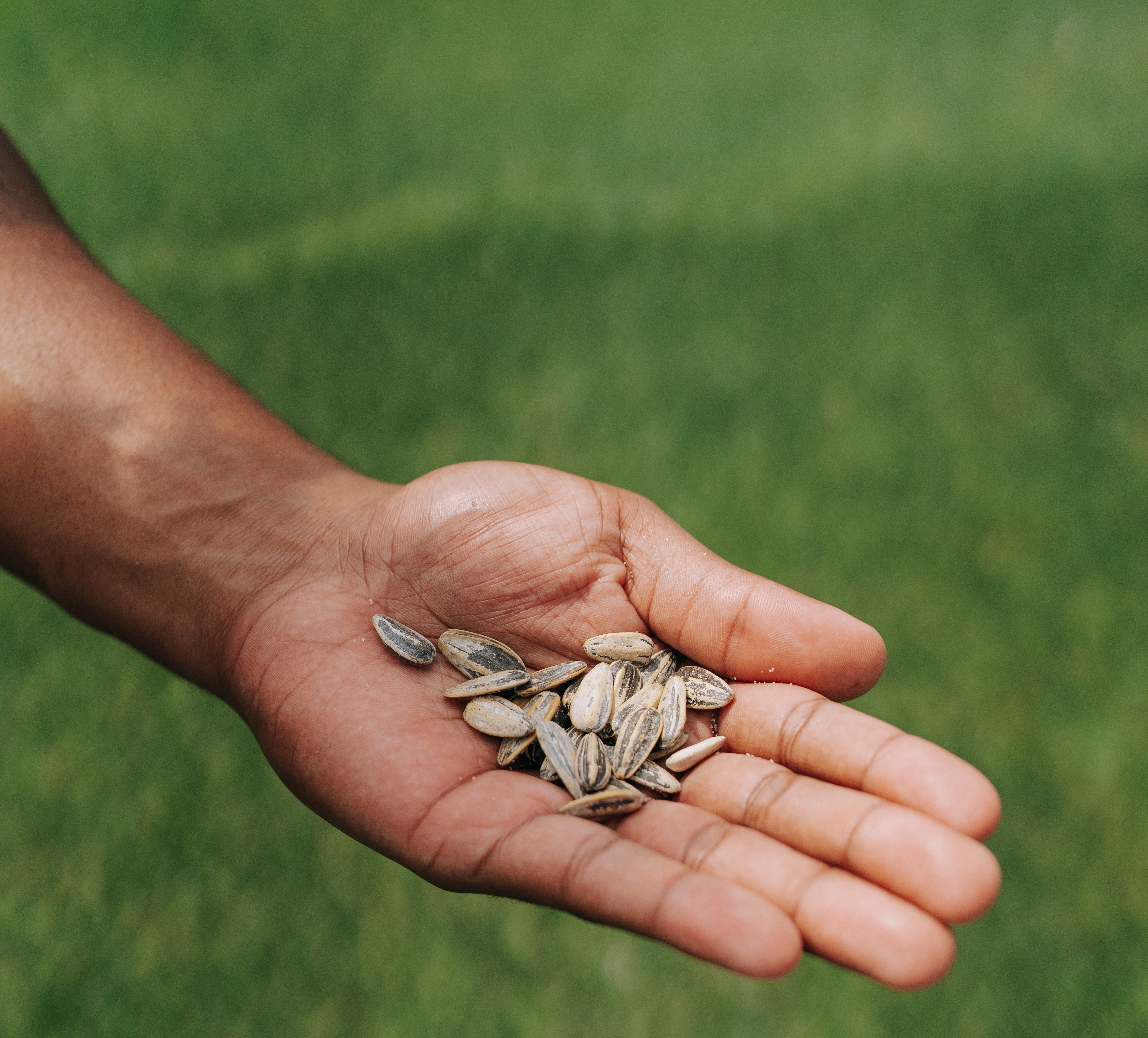 Exploring the Top Rated Flavors of Sunflower Seeds
