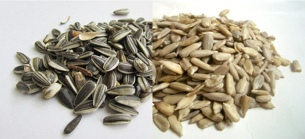 Shelled or Unshelled Sunflower Seeds? Which is More Popular?