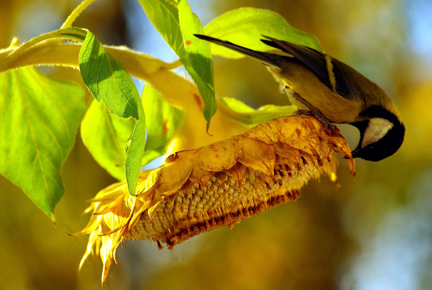 Sunflower Seeds for Bird Lovers: How to Create a Bird-Friendly Garden with Sunflowers