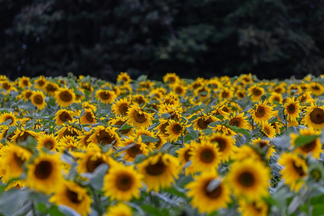 How Tall Can Sunflowers Get?