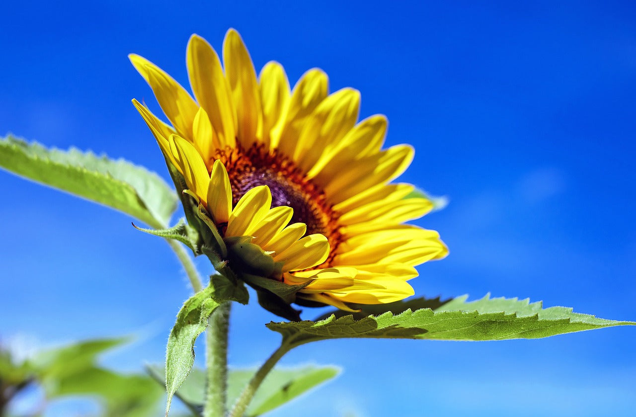 The Top Health Benefits of Sunflower Seeds