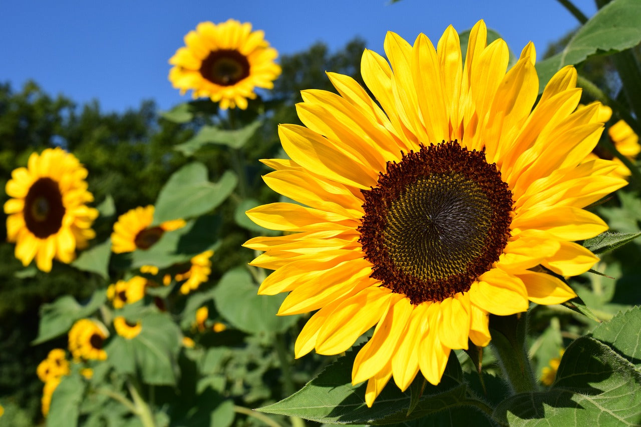 Understanding the Difference: Confection Sunflowers vs. Oil Sunflowers