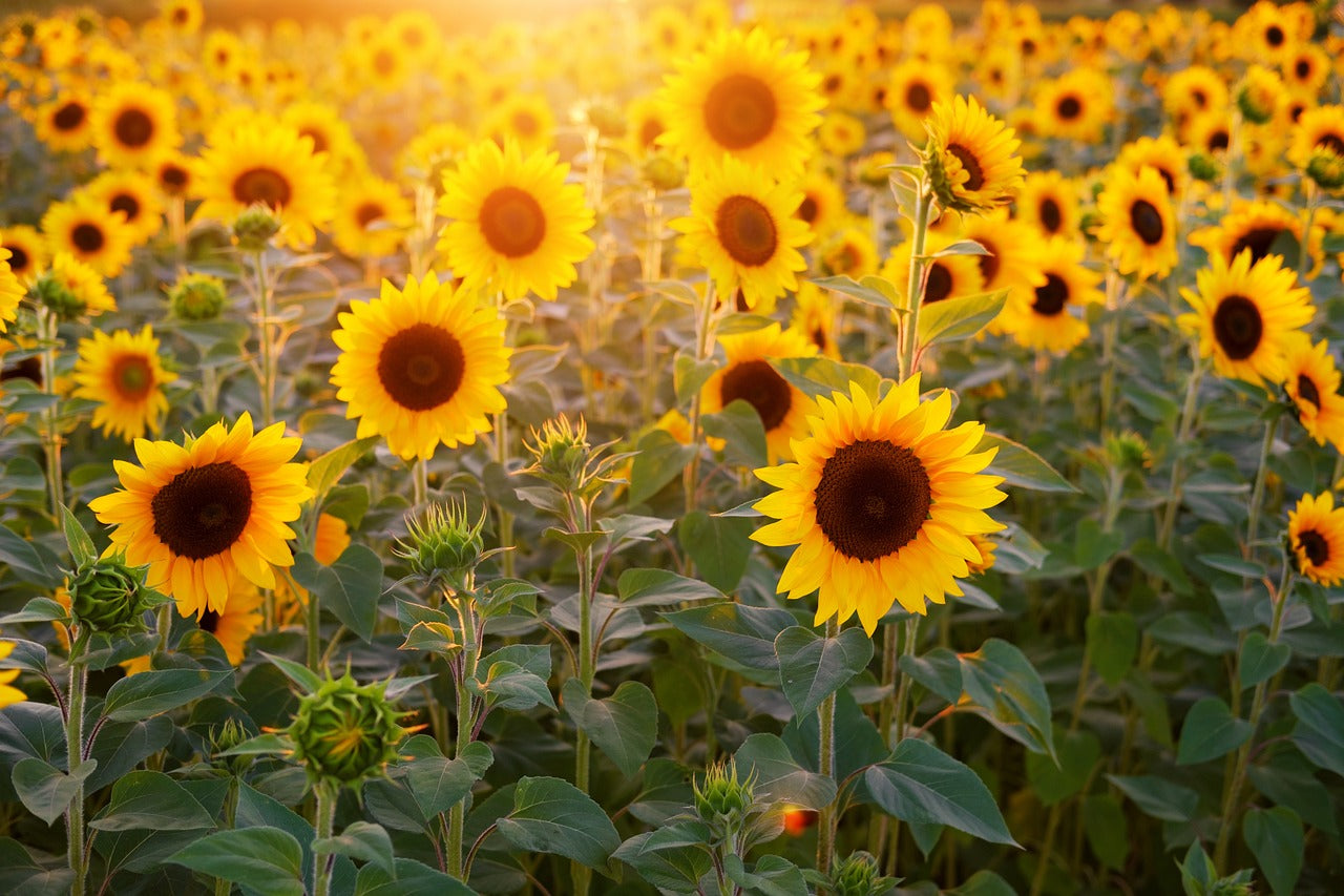 Why Sunflower Seeds Are Grown in the Ukraine