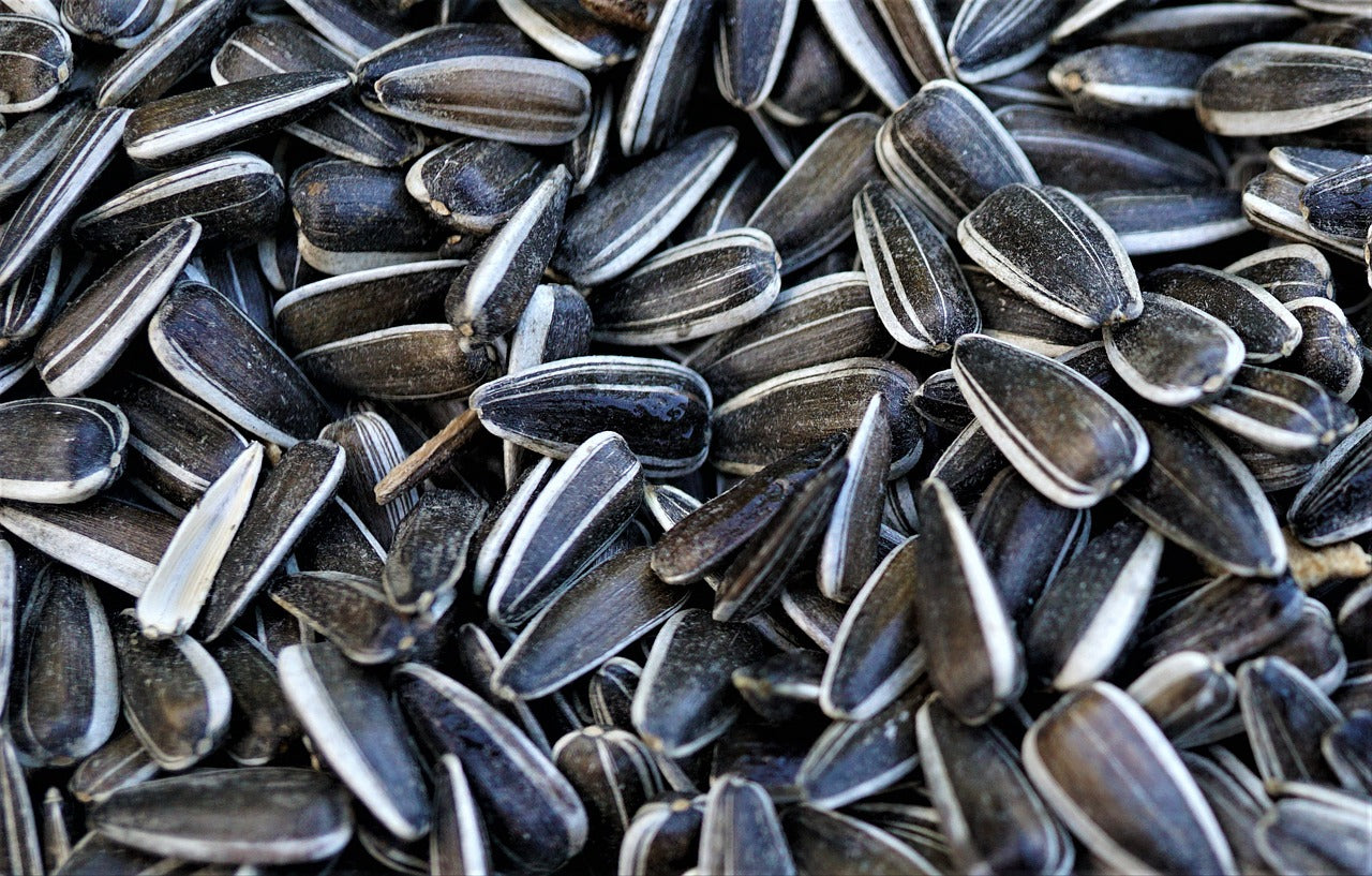 Why Do Sunflower Seeds Vary in Size?