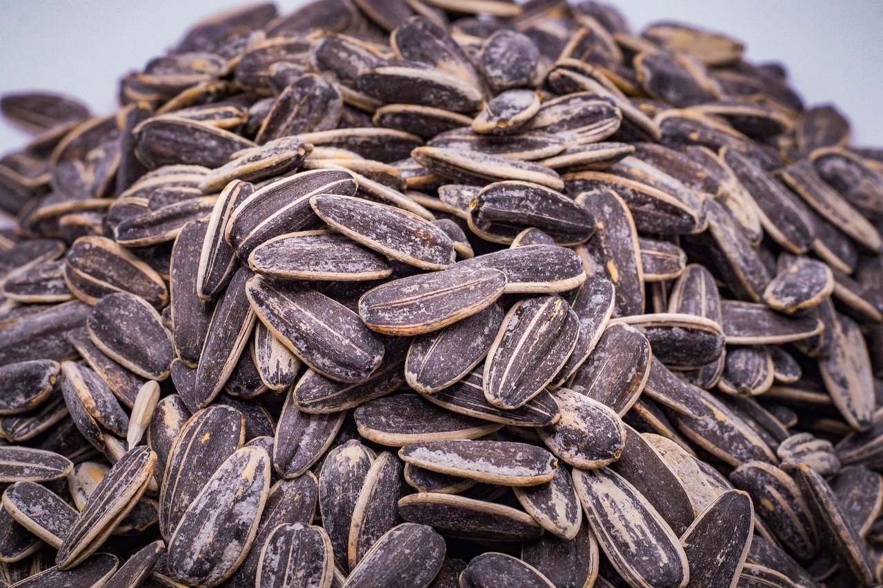 The Biggest Sunflower Seeds???