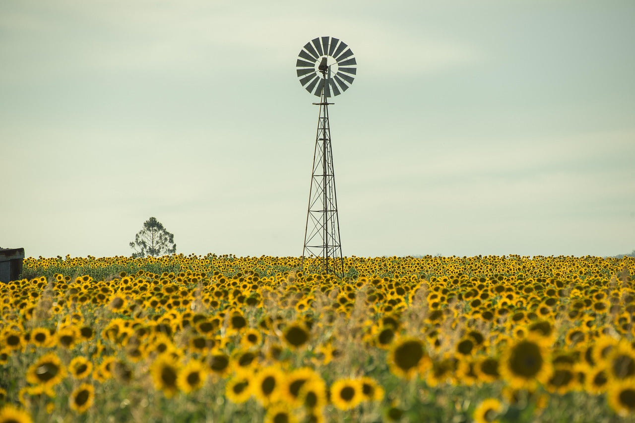 The Journey of Sunflower Seeds: From Field to Bloom
