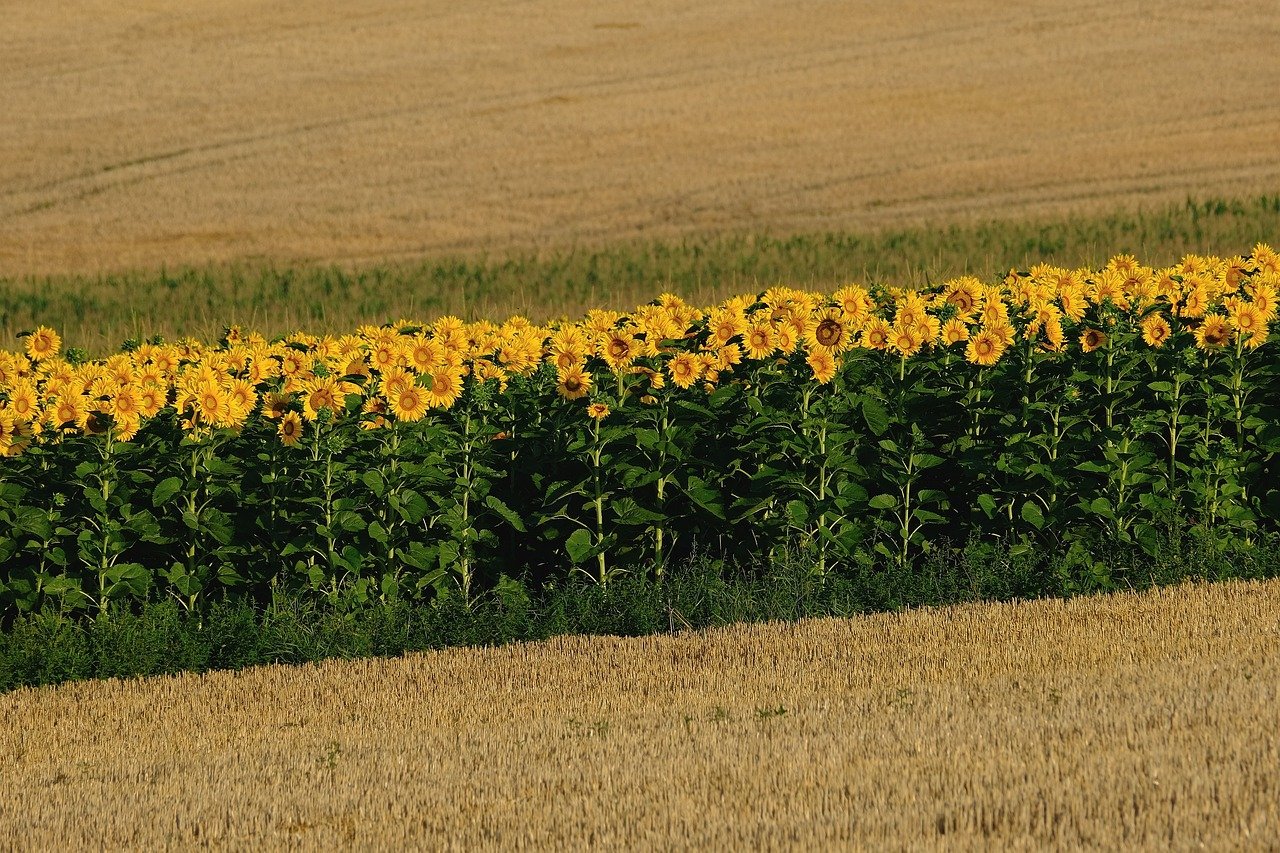 Sunflower Seeds: A Cultural Snack in Israel