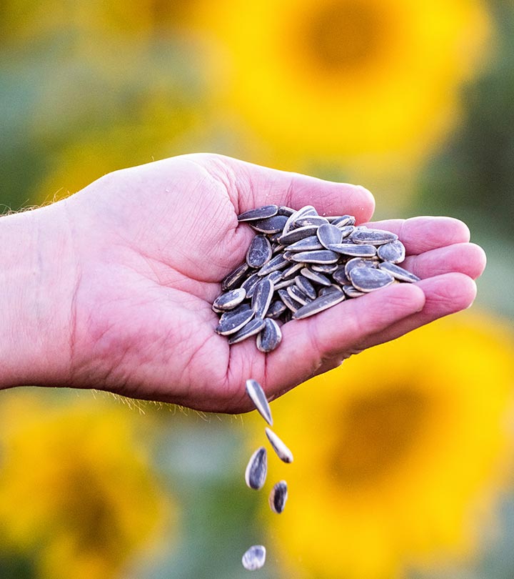 Are sunflower seeds good for you?