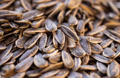Big Nutrients Come in Small Packages: 4 Benefits of Sunflower Seeds