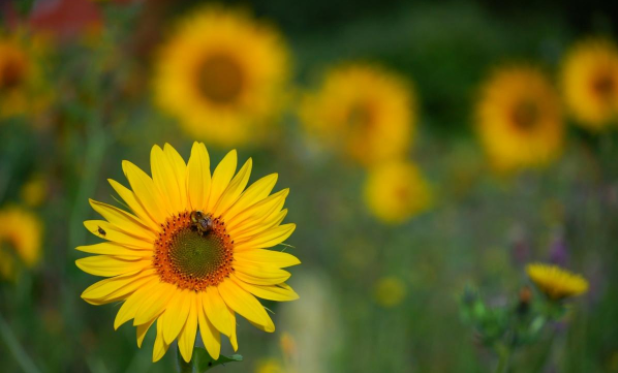 76% Of Global Sunflower Supplies Come From Russia and Ukraine Combined