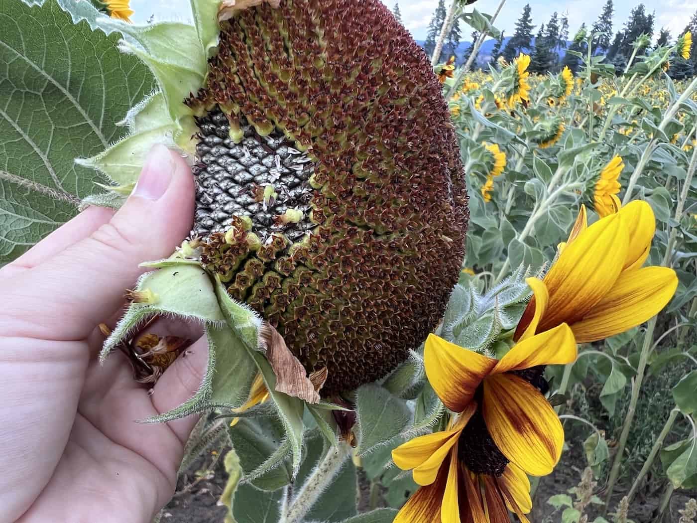 When Do You Harvest Sunflower Seeds?