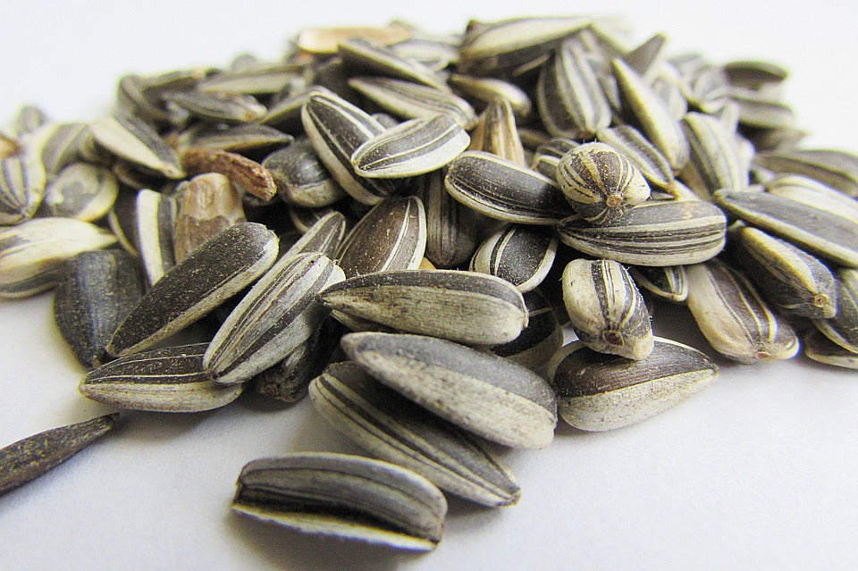 Are Sunflower Seeds Good For You? The Surprising Way to Lose Weight