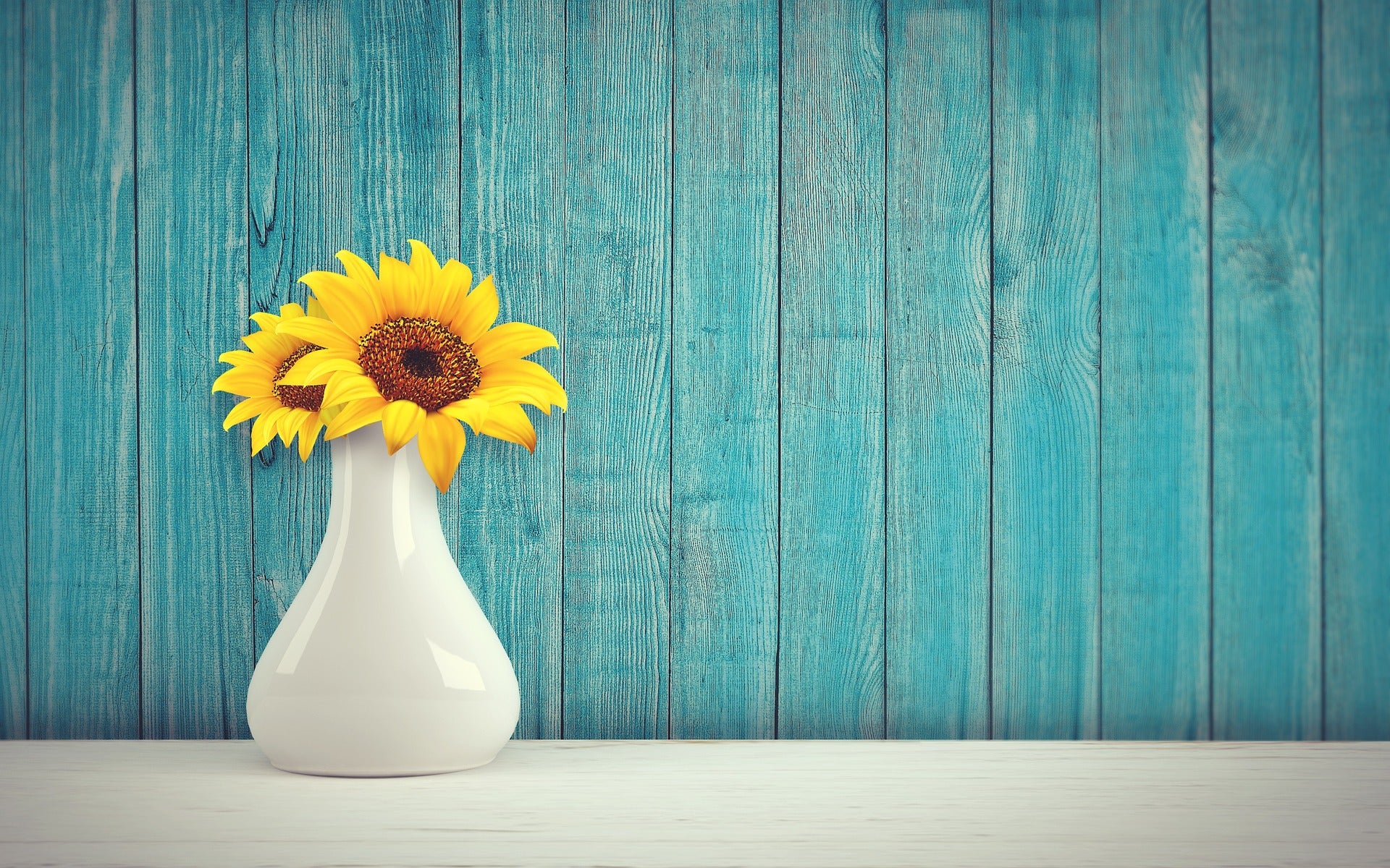 How To Plant And Grow Sunflower Seeds At Home